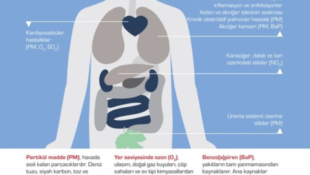 Sağlık Etkileri: Protein Tozu, Kreatin ve Daha Fazlası