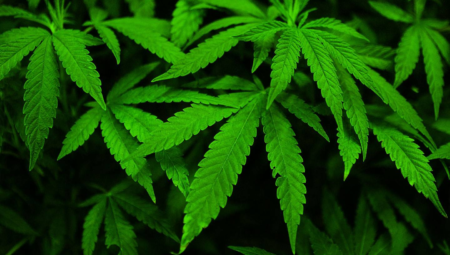 Kenevirin Etkileri: THC ve CBD Üzerine Çalışmalar